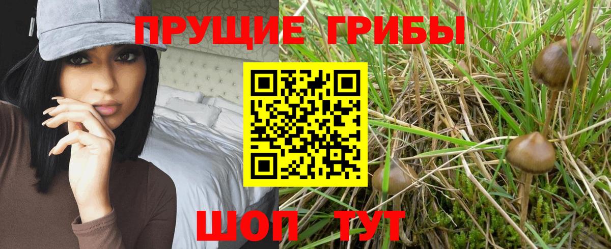 Находка  Псилоцибиновые грибы Psilocybine cubensis  Вход с VPN 